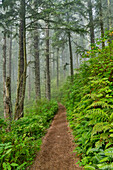 USA, Oregon. Lookout State Park Wanderweg mit Nebel inmitten von Sitka-Fichtenwäldern