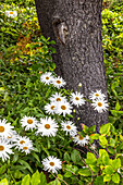 Usa, Oregon, Yachats. Plantings