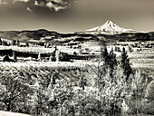 USA, Oregon, Columbia Gorge. Infrared of spring orchards in bloom and Mount Hood