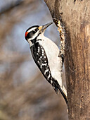 Hairy Woodpecker, Pennsylvania, USA
