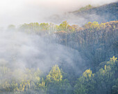USA, Tennessee, Smokey Mountains National Park. Sonnenaufgangsnebel über einem Bergwald.