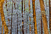 USA, Tennessee. Great Smoky Mountains National Park with late springtime snow