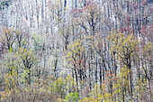 USA, Tennessee. Great Smoky Mountains National Park with late springtime snow