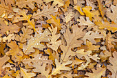 USA, Utah, Calf Creek Recreation Area. Dew on fallen oak leaves.