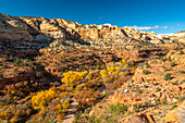 USA, Utah, Grand Staircase Escalante National Monument. Calf Creek Canyon and fall cottonwood trees.