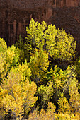 USA, Utah. Bunte Herbstpappeln und rote Canyonwände, Grand Staircase-Escalante National Monument.