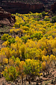 USA, Utah. Colorful autumn cottonwoods and red canyon walls, Grand Staircase-Escalante National Monument.