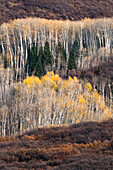 USA, Utah. Espe im Herbst im Manti-La Sal National Forest.