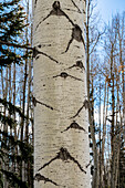 USA, Utah. Detail of aspen trunk in Manti-La Sal National Forest.
