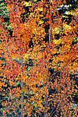 USA, Utah. Colorful autumn aspen and ponderosa pine on Boulder Mountain, Dixie National Forest.