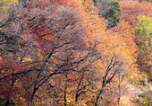 USA, Utah, east of Logan on highway 89 fall color on Canyon Maple.
