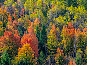 USA, Utah, east of Logan on highway 89 fall color Canyon Maple and Aspens