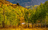USA, Utah, east of Logan on highway 89 fall color Aspens near Logan Pass