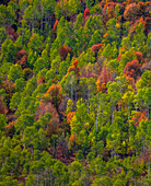 USA, Utah, east of Logan on highway 89 and Aspen Grove and Canyon Maple in autumn colors.