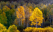 USA, Utah, östlich von Logan auf dem Highway 89 und Aspen in Herbstfärbung mit Gegenlicht und Sonnenstrahl