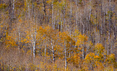 USA, Utah, Woodruff aspen trees along highway 39