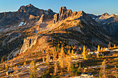 Subalpine Larches in golden autumn color at Cutthroat Pass. Cutthroat Peak is in the distance. North Cascades, Washington State