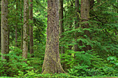 Altgewachsene Sitka-Fichte auf dem Mora-Campingplatz im Olympic National Park