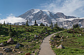 Gepflasterter Abschnitt des Skyline Trail. Paradiesische Wildblumenwiesen Mount Rainier National Park