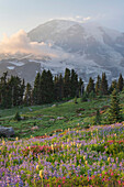 Mount Rainier Paradise wildflower meadows containing a mixture of Western Anemone, Broadleaf Lupines, Pink Mountain Heather, and American Bistort. Mount Rainier National Park, Washington State