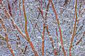 USA, Washington State, Seabeck. Snow-covered coral bark Japanese maple tree.