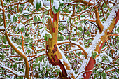 USA, Washington State, Seabeck. Detail of snow-covered madrona tree branches.