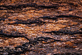 USA, Washington State, Seabeck. Douglas fir bark close-up.