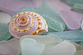 USA, Washington State, Seabeck. Seashell and beach glass.