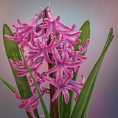USA, Washington, Seabeck. Pink hyacinth flowers.