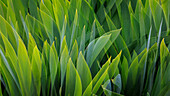 USA, Washington, Seabeck. Composite of iris leaves.
