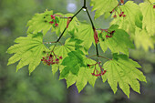 USA, Washington, Seabeck. Vine maple branch and foliage in rain.