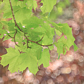 USA, Washington, Seabeck. Maple branch and spring leaves close-up.