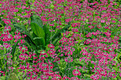 USA, Washington, Bainbridge Island. Candelabra primrose and skunk cabbage scenic.