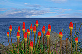 USA, Washington, Point No Point County Park. Rote Hot-Pokers-Pflanzen und Meer.