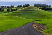 Filan-Schotterstraße in sanften Weizenhügeln bei Colfax, Washington State, USA