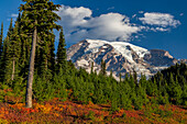Herbstfärbung bei Paradise Meadows im Mount Rainier National Park, Washington State, USA