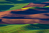 Rolling hills of wheat from Steptoe Butte near Colfax, Washington State, USA