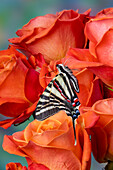 USA, Bundesstaat Washington, Sammamish. Zebra-Schwalbenschwanzfalter auf orangen Rosen