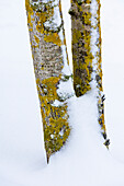 USA, Washington State. Bellevue fresh snow on Birch tree trunks