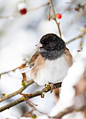 USA, Washington State, Sammamish. Junco on snow covered Crabapple tree