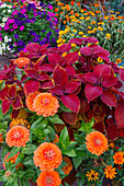 USA, Bundesstaat Washington, Sammamish. Garten mit einjährigen Sommerblumen, mit Zinnien und Coleus,