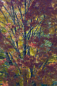 USA, Bundesstaat Washington. In der Nähe von Preston herbstlich gefärbter Baum in Bronzetönen
