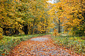 USA, Bundesstaat Washington. Big Leaf Maple-Bäume in Herbstfarben in der Nähe von Darrington am Highway 530 und kurvige Fahrbahn mit gefallenen Blättern.