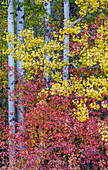 USA, Washington State. Aspens and wild dogwood in fall color near Winthrop