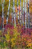 USA, Bundesstaat Washington. Aspen und wilder Hartriegel in Herbstfärbung bei Winthrop