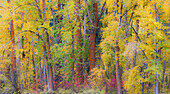 USA, Bundesstaat Washington, Cle Elum. Baumwollpappeln im Herbst entlang des Yakima River