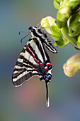 USA, Washington State, Sammamish. Zebra swallowtail butterfly on Snapdragon