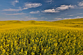 USA, Washington State, Palouse. Springtime landscape and Canola fields