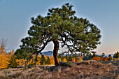 USA, Washington State, Winthrop, Sun Mountain and lone pine tree