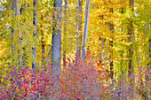 USA, Bundesstaat Washington. Cottonwoods und wilde Hartriegelbäume in Herbstfärbung bei Winthrop